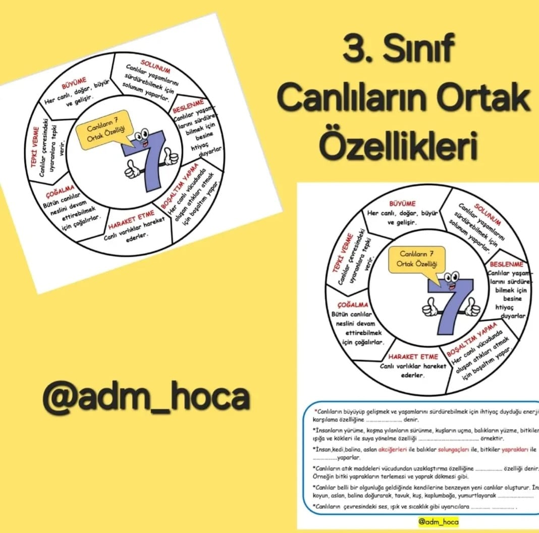 3. Sınıf Fen Bilimleri Canlı Varlıkların Ortak Özellikleri İnteraktif Defter Çalışması