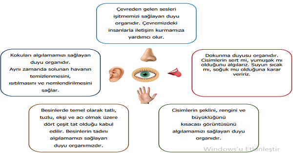 3.Sınıf Fen Bilimleri Duyu Organları ve Görevleri Etkinliği 1