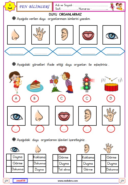 3. Sınıf Fen Bilimleri Duyu Organlarımız Etkinliği 1