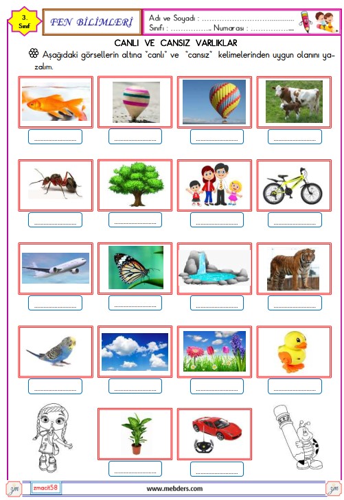 3. Sınıf Fen Bilimleri  Canlı ve Cansız Varlıklar Etkinliği 4