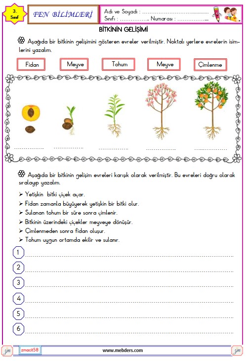 3. Sınıf Fen Bilimleri Bitkinin Gelişimi Etkinliği 3