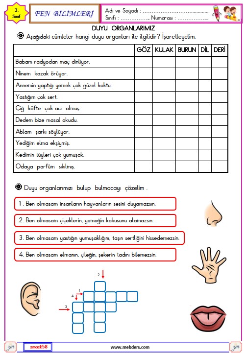 3. Sınıf Fen Bilimleri Duyu Organlarımız Etkinliği 3