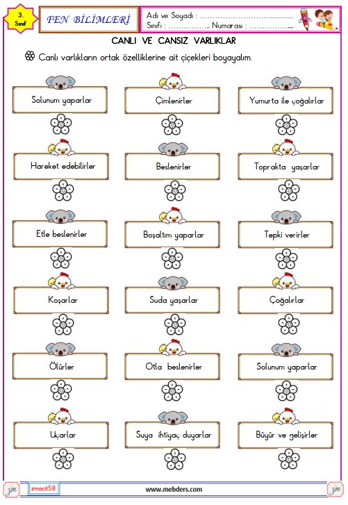 3. Sınıf Fen Bilimleri Canlıların Ortak Özellikleri Etkinliği 3